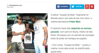 Galeria de Imagens Piffer Pugs: Globo Esporte - Felipe Melo apresenta seu pitbull: 